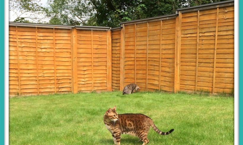 Katveilige tuin Katveilige tuin